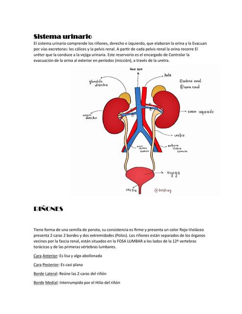 Sistema urinario