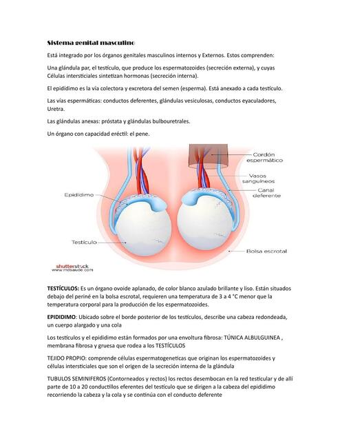 Sistema genita masculino