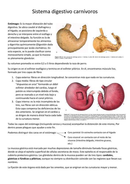 Anatomia Veterinaria Sistema digestivo carnívoros