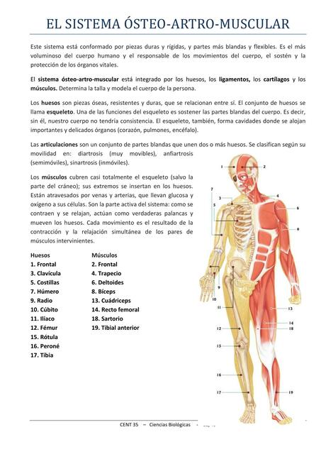 El sistema osteo-artro muscular 