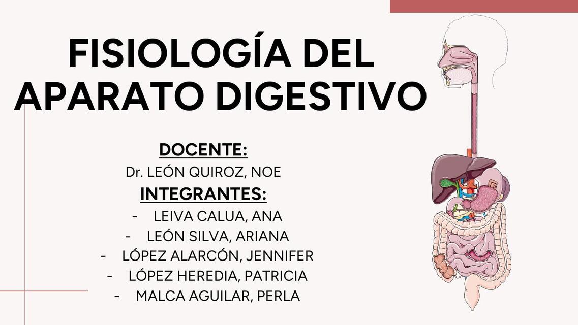 Digestion y absorcion del tubo digestivo 