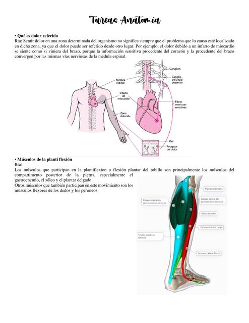 Tareas anatomía