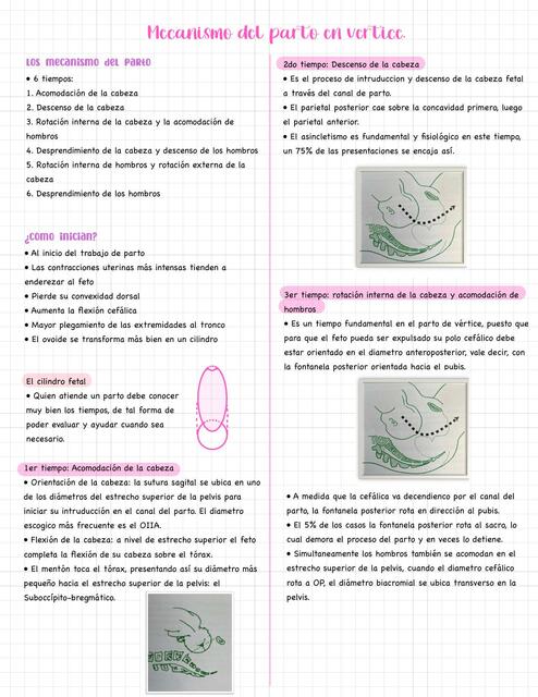 Mecanismo Trabajo De Parto En Vértice