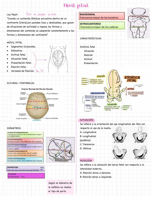 Móvil Fetal