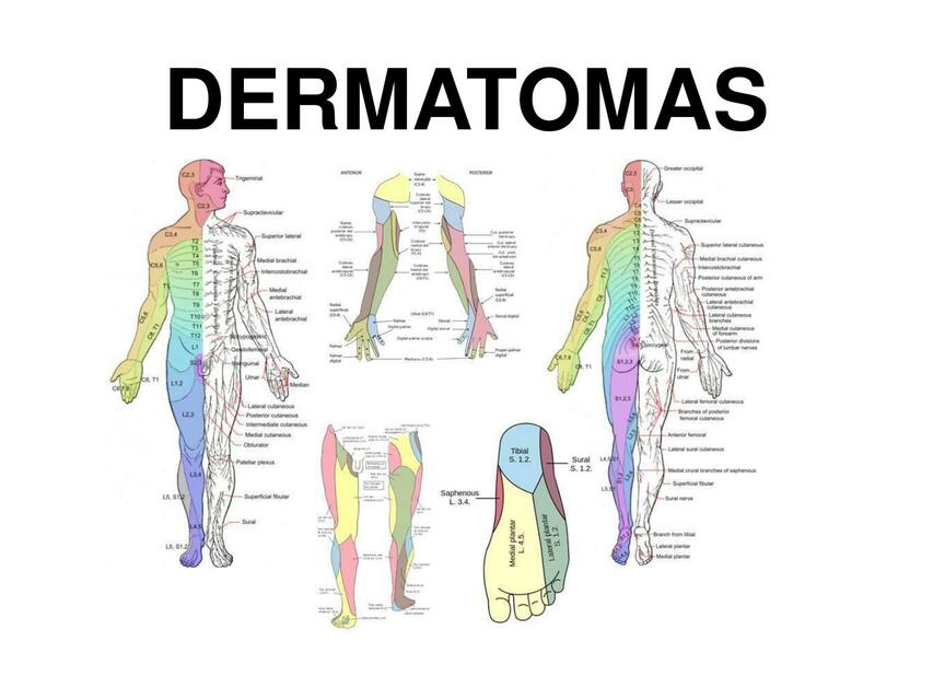 Dermatomas 2