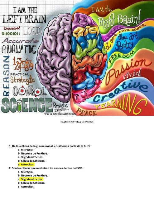 EXAMEN SISTEMA NERVIOSO