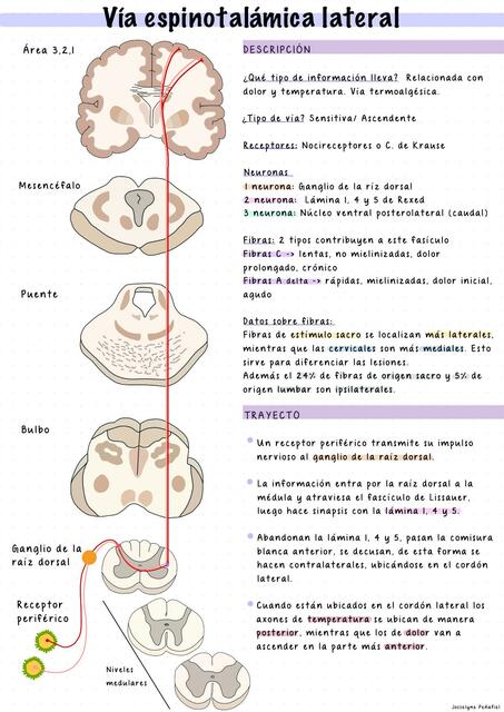 Vía Espinotalámica Lateral | Josselyne Penafiel Medicina | uDocz
