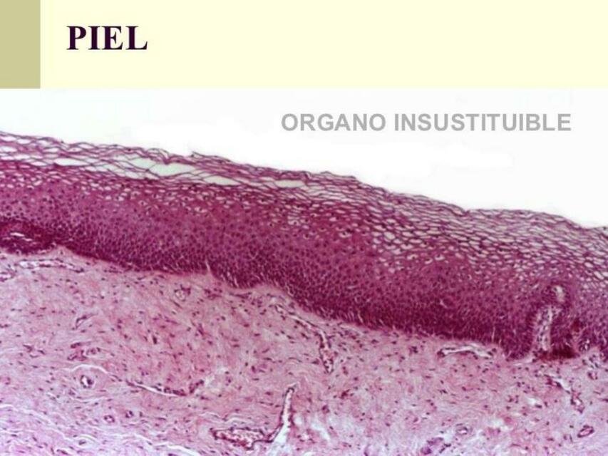 ESTRUCTURAS HISTOLOGICAS DE LA PIEL