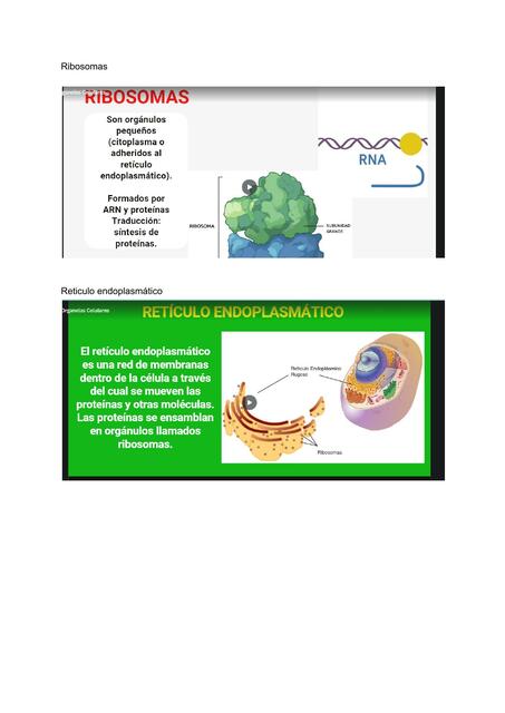 RIBOSOMAS