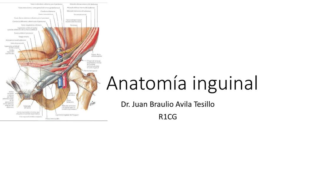 Anatomía inguinal