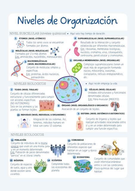 Niveles de Organización