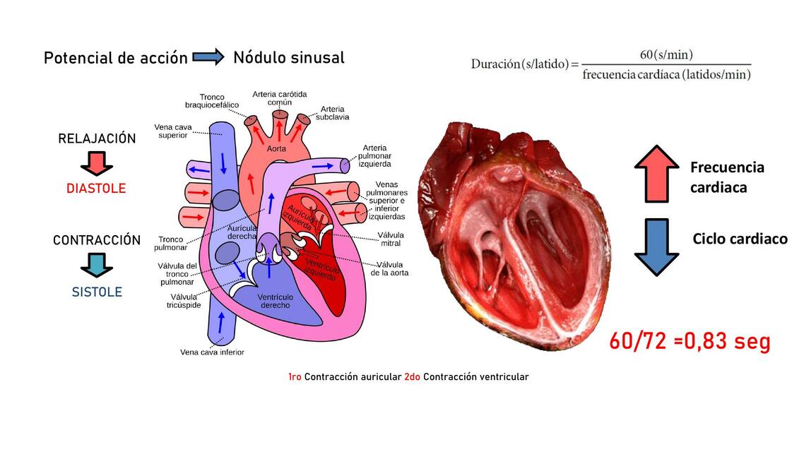 CICLO CARDIACO EXPOSICIÓN 2