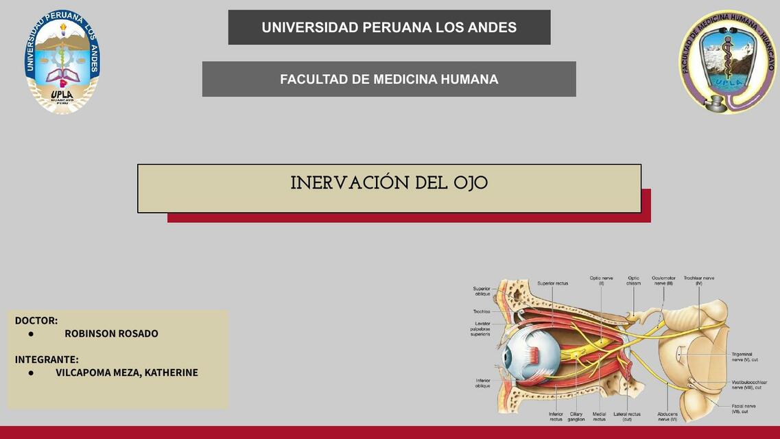 inervacion del ojo