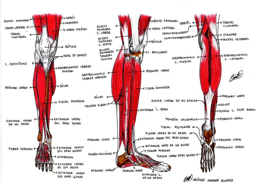 ANATOMIA MUSCULOS MIEMBRO INFERIOR Músculo Miembro inferior uDocz