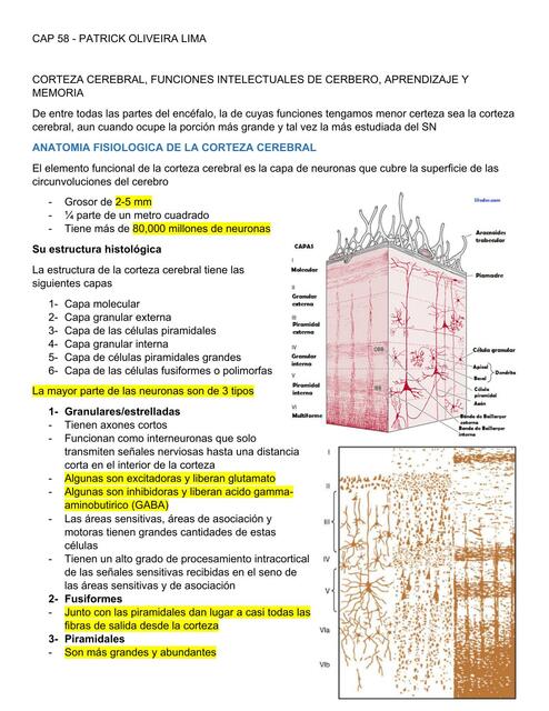 CAP 58 Corteza cerebral funciones intelectuales de