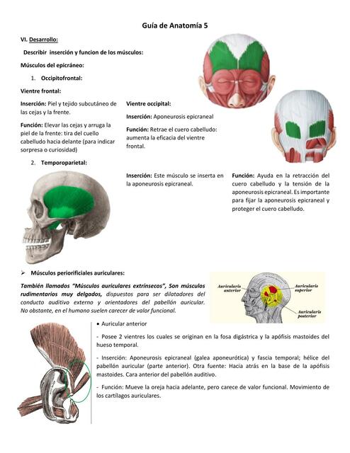 Músculos de la cara (Guía de Anatomía 5)