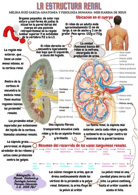 Ficha ilustrativa de la estructura renal