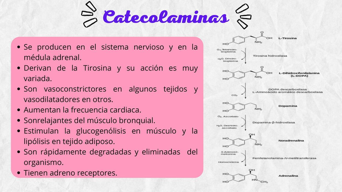 CATECOLAMINAS Erica AF uDocz