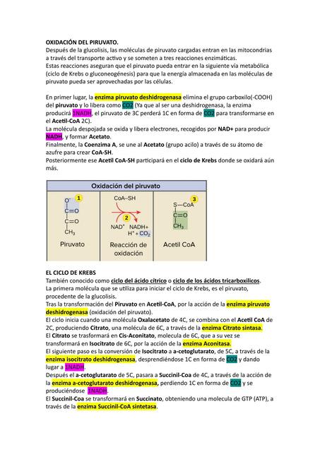 OXIDACIÓN DEL PIRUVATO CICLO DE KREBS