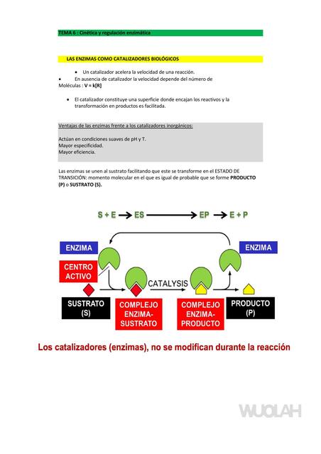 Enzimas como catalizadores biológicos 