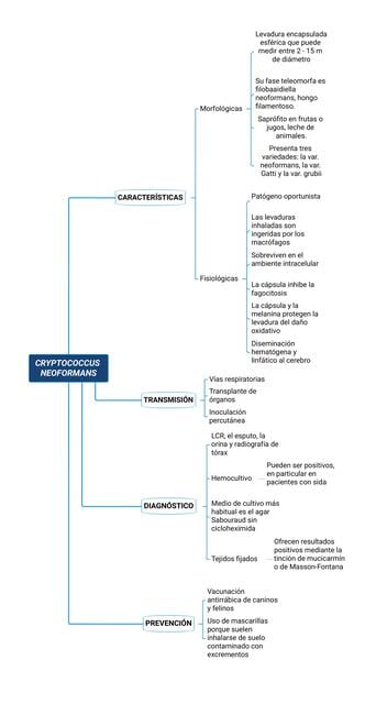 cryptococcus-neoformans-enfermera-educativa-udocz