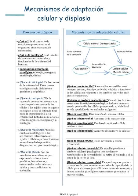 Mecanismos de adaptación celular