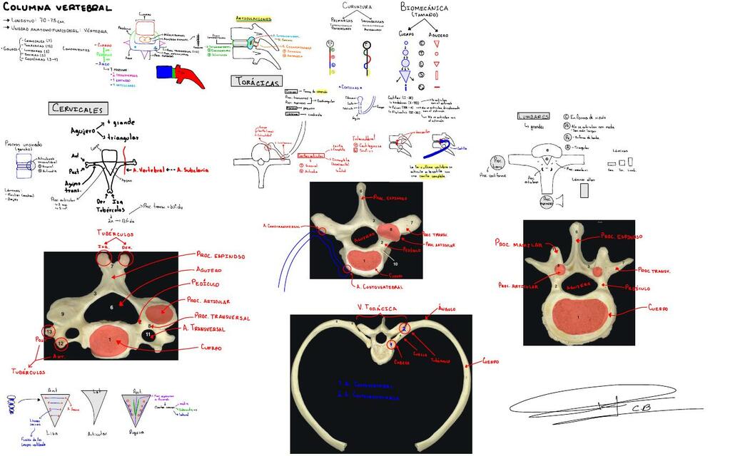 Anatomía del cuerpo humano 