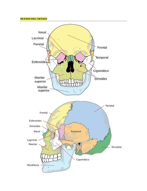 Huesos del cráneo y cara