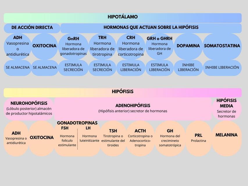 HIPOTALAMO e HIPÓFISIS