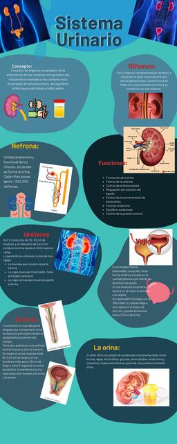 Infografía Sistema Urinario