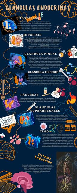 Infografía Glándulas Endocrinas