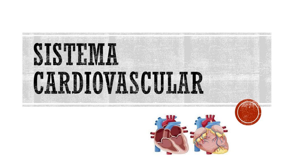 Sistema cardiovascular 