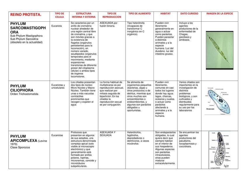 Cuadro Comparativo de los 5 reinos de la naturaleza