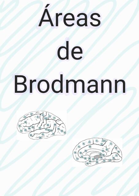 Áreas de Brodmann 