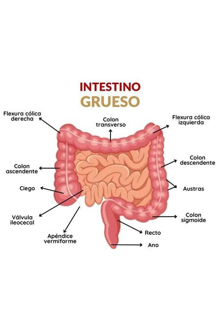 Intestino grueso