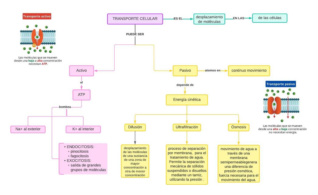 mapa mental transporte de solutos