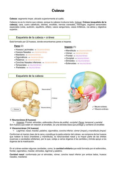 Anatomía de Cráneo