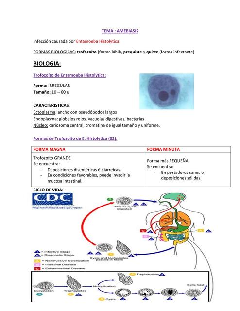 Daur Hidup Entamoeba Histolytica 5464