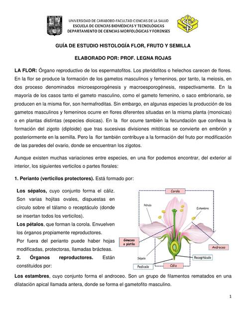 Histología de Flor, fruto y semilla