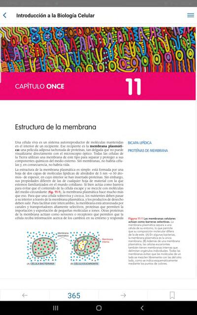 Estructura de la Membrana 