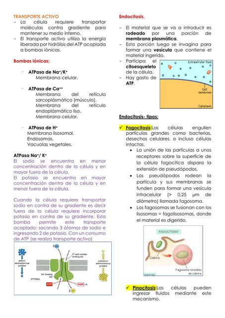 Transporte Activo 