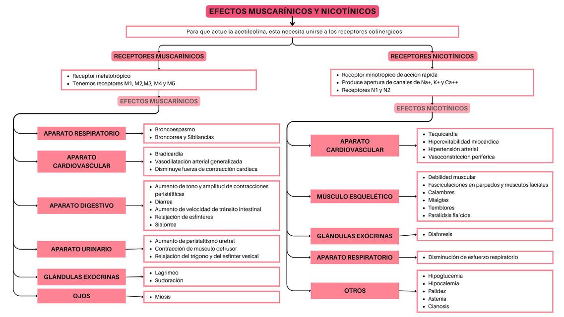 EFECTOS MUSCARÍNICOS Y NICOTÍNICOS