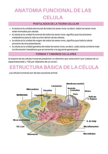 Anatomía funcional de la Célula 