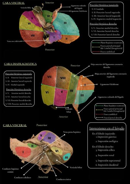 Atlas higado