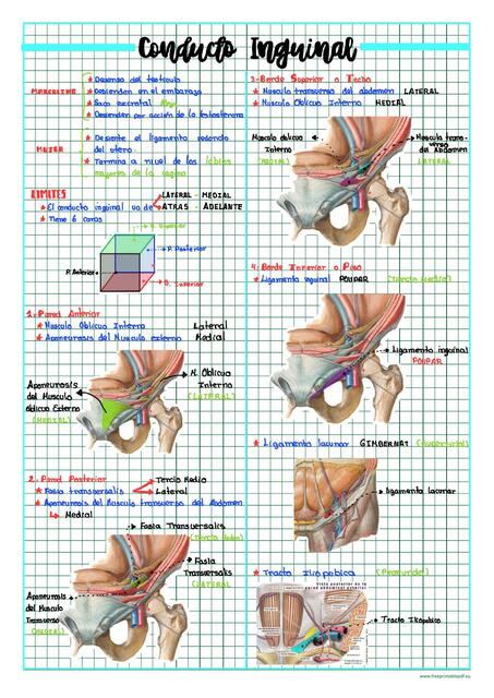 Conducto inguinal