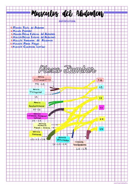 Musculos de la region anterolateral abdomen