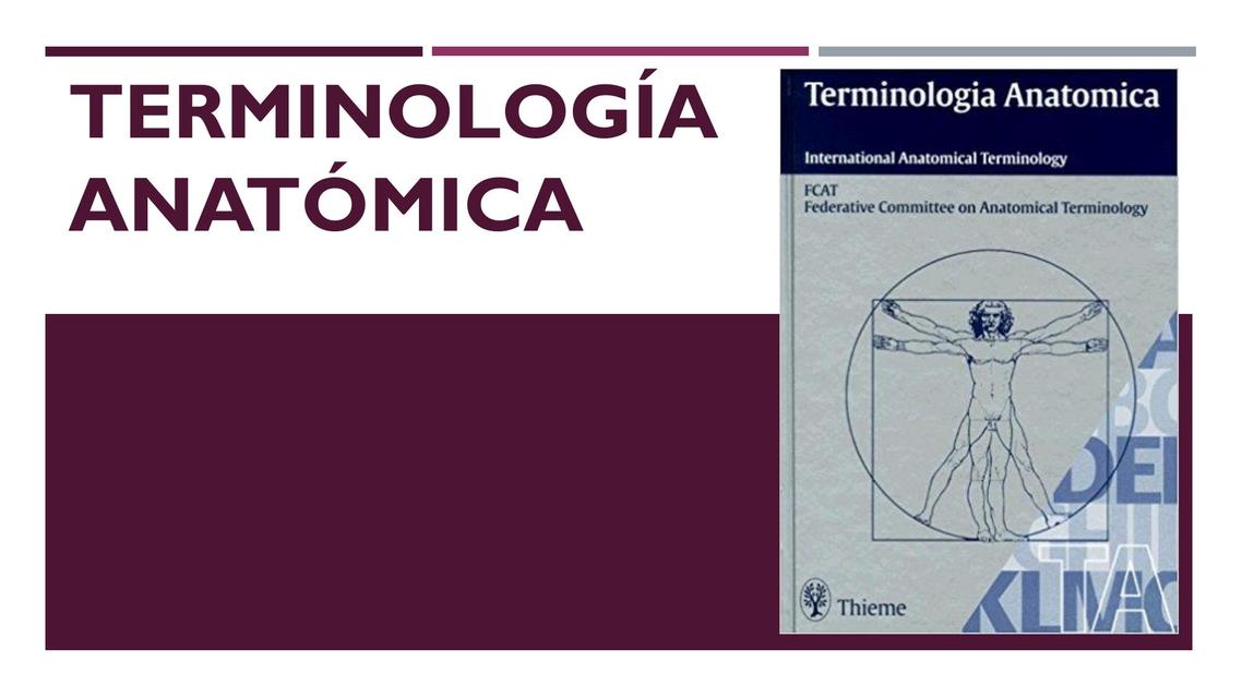 2 generalidades anatomia