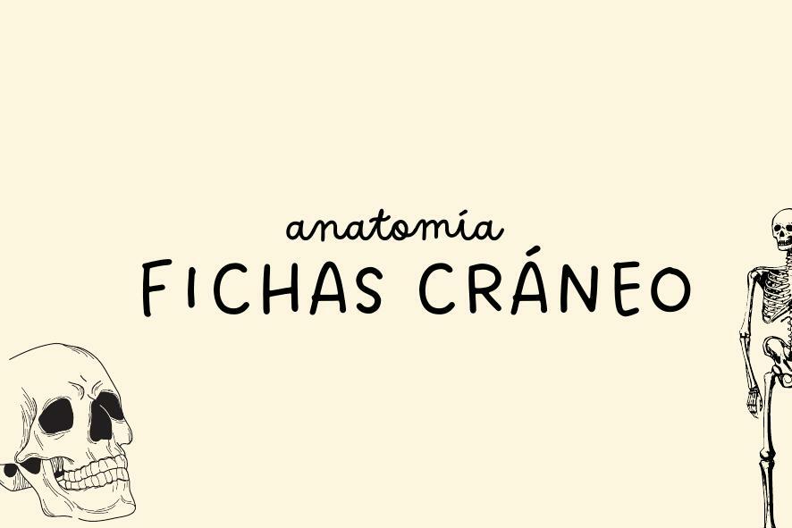 Fichas de estudio - craneo