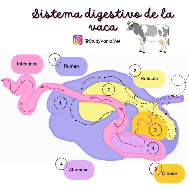 Sistema digesto de la vaca   