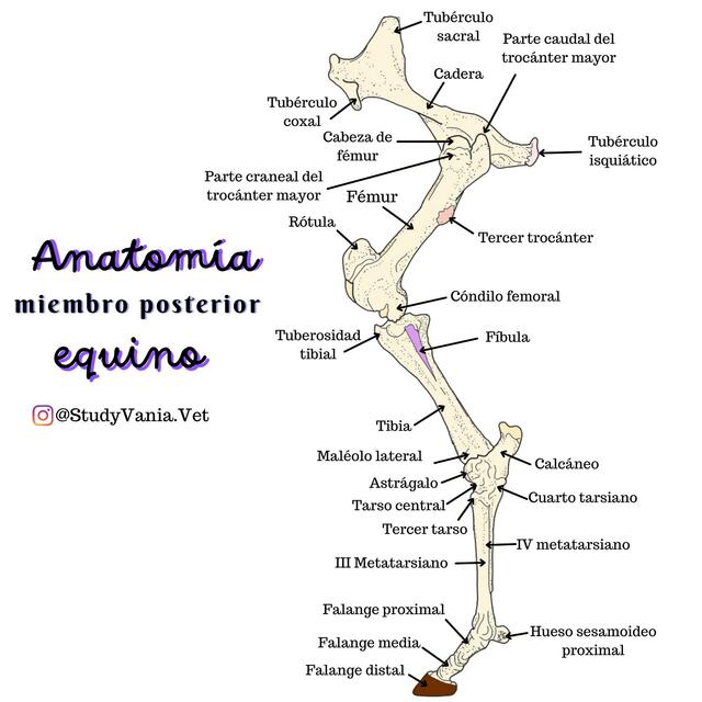 Anatomía miembro posterior 